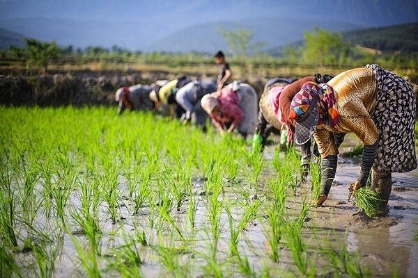 دولت حق دخالت در تعیین مدیران خصوصی را ندارد