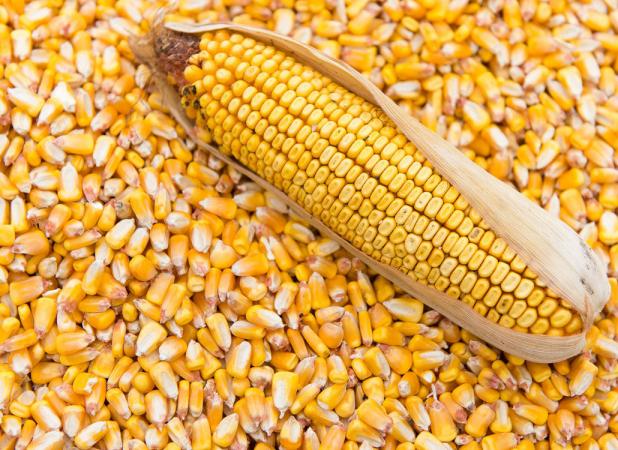 رشد قیمت جهانی کالاهای اساسی در یک روز