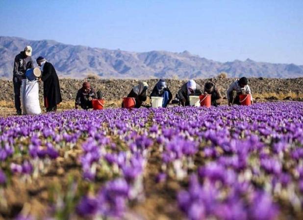 صادرات ۱۹۰ میلیون دلاری زعفران به ۶۰ کشور جهان 