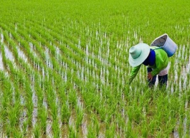 آیا امکان خودکفایی در تولید برنج وجود دارد یا خیر؟