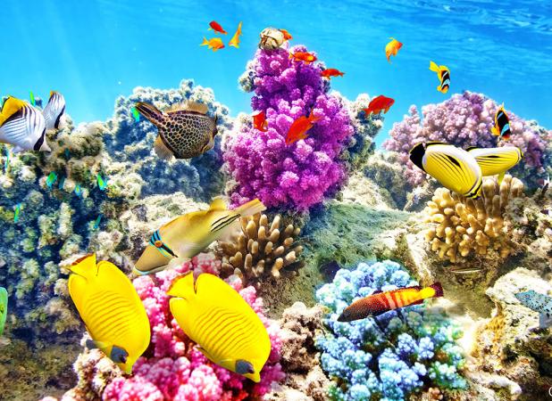 استفاده از فناوری هوش مصنوعی برای حفاظت از زیستگاه‌ها