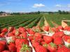 پیش‌بینی تولید ۱۲۰ هزار تنی توت فرنگی در کشور