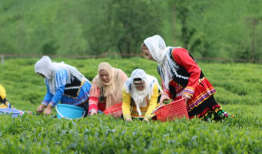 رشد قیمت جهانی و تقویت جایگاه چای ایرانی