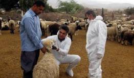 فوت یک نفر به دلیل ابتلا به تب کریمه کنگو