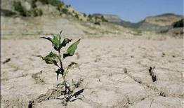 خسارت 4 هزار و ۴۰۰ میلیارد تومانی خشکسالی به کشاورزی لرستان