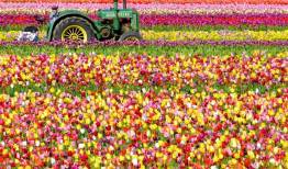 بررسی مدیریت اقتصادی سیستم های باغبانی گلخانه‌ای