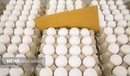 ثبات قیمت تخم‌مرغ تا ماه رمضان قطعی شد؛ عرضه برنج دولتی در میادین مشهد