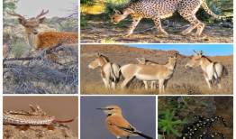 سیستم پایش بیماری‌های حیات‌وحش برای نخستین بار در تهران راه‌اندازی شد