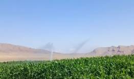 برداشت بیش از ۲۸۰۰ تن ذرت علوفه‌ای در شهرستان جلفا