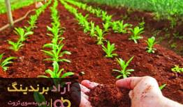 چتر ثروت را کود به من داد