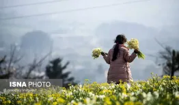 زیبایی خیره‌کننده برداشت گل نرگس در ایران