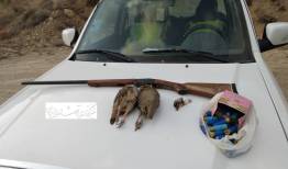 کشف لاشه 2 قطعه کبک از یک خودروی مشکوک