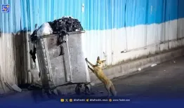 هشدار درباره شیوع ‌یک انگل‌ خطرناک