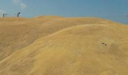 طلب ۴۵ هزار میلیارد تومانی گندم‌کاران پرداخت نشد