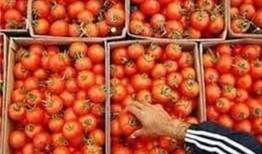 کاهش قیمت گوجه فرنگی در بازار با افزایش عرضه