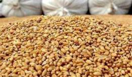 ثبت سفارش سیستمی نهاده دامی و روغن آغاز شد