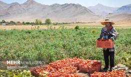 صادرات گوجه فرنگی و پیاز مشمول عوارض شد
