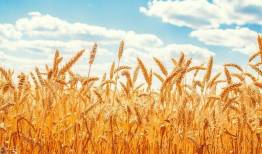 پرداخت بهای خرید گندم فعلاً علی‌الحساب است
