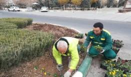 کاشت ۱۲۶ هزار بوته گل‌های فصلی زمستانی در بهشت زهرا(س)