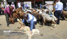 نظارت‌های ویژه دامپزشکی در چهارمحال و بختیاری همزمان با رمضان و نوروز