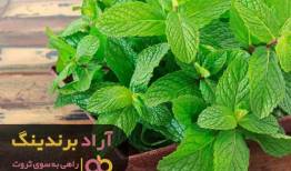 وظایف من، ثروت من شد