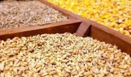 ضمانتی برای «خرید تضمینی» محصولات اساسی کشاورزی نیست؟