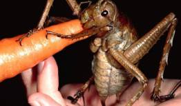 اندازه باورنکردنی و ترسناک سنگین‌ترین حشره دنیا