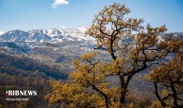 پاییز هزار رنگ در جنگل‌های گلستان