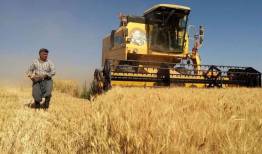 واردات برنج متوقف است