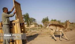 رهاسازی ۶ رأس گوزن زرد ایرانی در پارک ملی دز