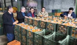 حسامی: ۴۰۰ تن میوه شب عید در آذربایجان غربی ذخیره سازی شد