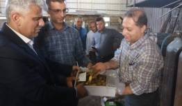 امحای بیش از ۳۷ هزار سکه تاریخی تقلبی در گیلان