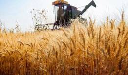 اصلاح قیمت خرید تضمینی گندم به آینده موکول شد