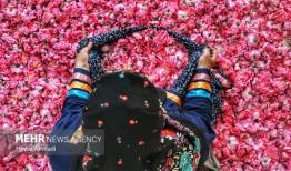 ارسال پرونده  گلاب‌گیری سنتی به یونسکو