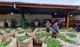 نخل و چای ایران را هم ثبت می‌کنیم