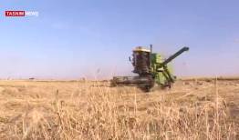 قیمت ۱۹۵۰۰ تومانی گندم منتظر ابلاغ وزیر جهاد کشاورزی