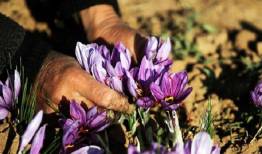 تدوین طرح زنجیره نفوذ فناوری برای زعفران و گل محمدی