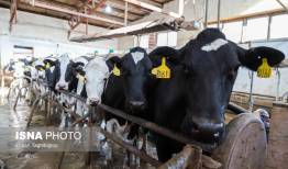 استقرار ۹۳ اکیپ ثابت و سیار برای نظارت بر مراکز عرضه فرآورده‌های خام دامی خراسان رضوی