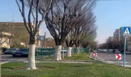 حفاظت از درختان منطقه ۲ تهران با اجرای طرح باندینگ
