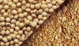 گرانفروشی کنجاله سویا بالاتر از قیمت مصوب/وزارت جهاد: برخورد قانونی می کنیم