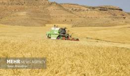 رتبه برتر آذربایجان شرقی در طرح جهش تولید دیمزارها