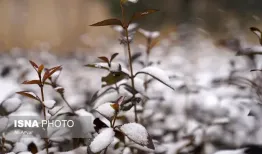 زمستان واقعی برای این استان‌ها از راه می‌‍رسد