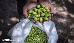 برداشت نوبرانه طلای سبز در جنوب گیلان