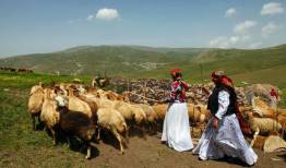 خرید تضمینی دام زنده عشایر در ۸ استان آغاز شد