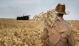 اختصاص ۴۰ هزار میلیارد تومان برای خرید تضمینی گندم