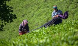ارزش ۷۰۰۰ میلیارد تومانی تولیدات بخش کشاورزی لرستان