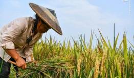 رتبه بندی 10 تعاونی برتر بخش کشاورزی و صنایع غذایی