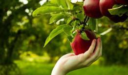 واردات موز و انبه در ازای صادرات سیب درختی