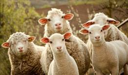 خسارت‌های اقتصادی طاعون نشخوارکنندگان برای کشور