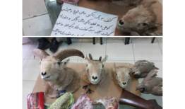 شکارچی حرفه ای سابقه دار در چنگال قانون گرفتار شد